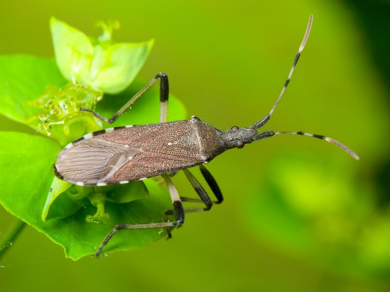 Dicranocephalus albipes (Fabricius, 1781)